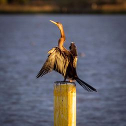 Alexandrina Bird Trail Currency Creek Cottages
